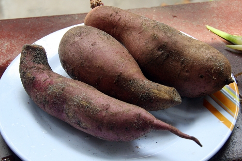 Sweet potato Sweet Potato